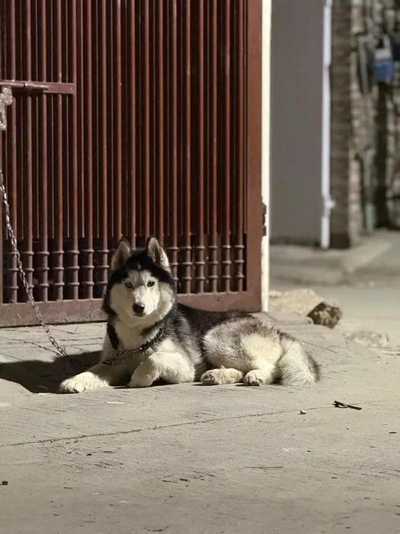 Husky dog — photo 6