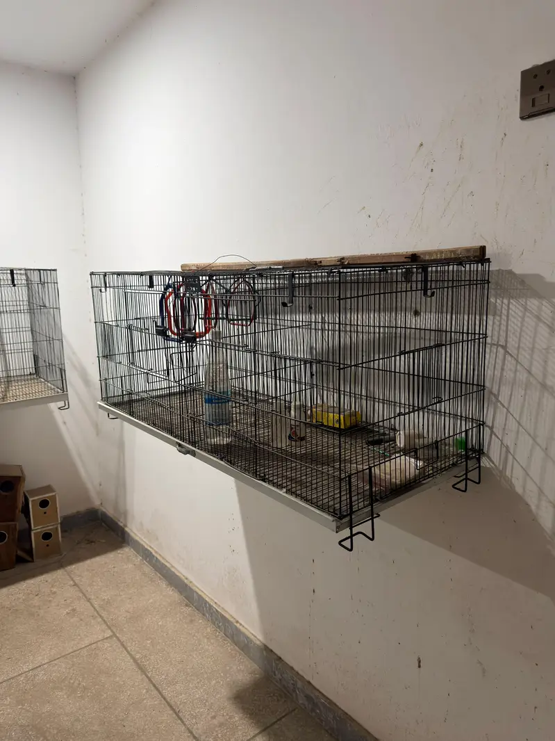 Large cage have 4 breeding box openings and breeding box available — photo 4