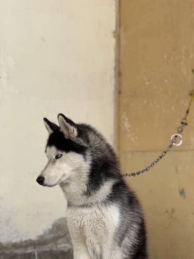 Husky dog