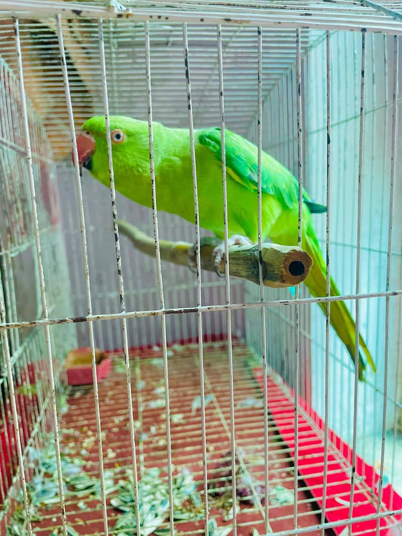 madhi Bladder 13
