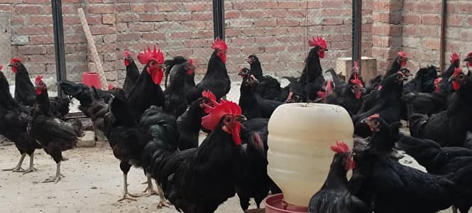 Egg Lying Hens with fully Vaccinated