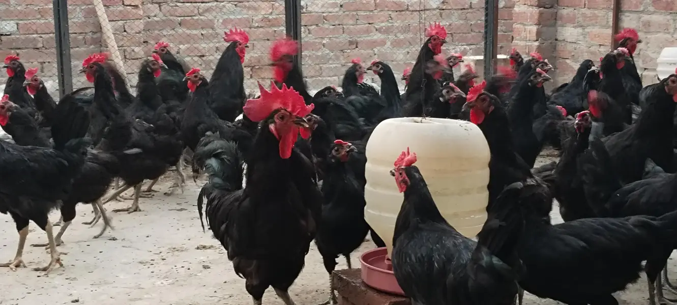 Egg Lying Hens with fully Vaccinated — photo 2