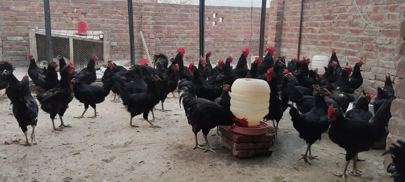 Egg Lying Hens with fully Vaccinated — photo 3