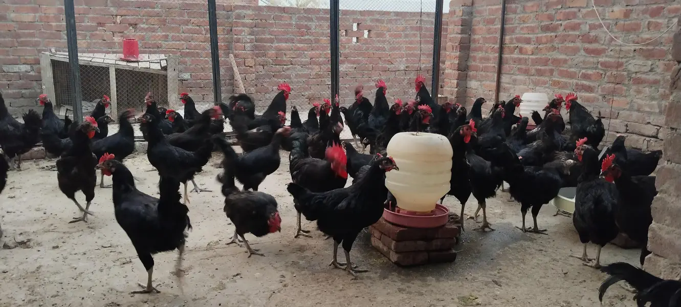 Egg Lying Hens with fully Vaccinated — photo 4