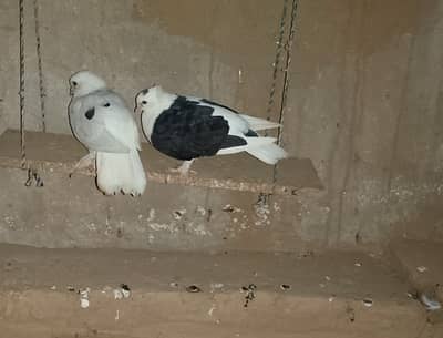 pigeon