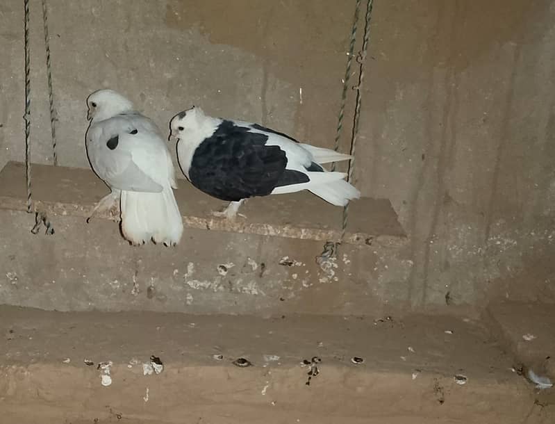 pigeon 0