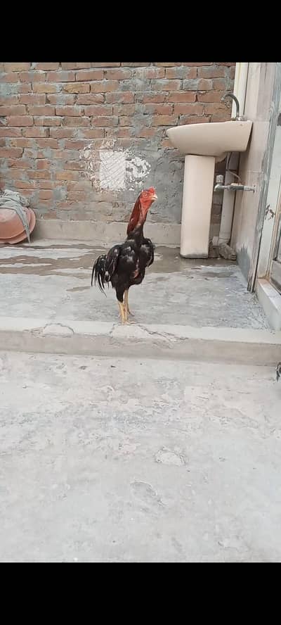 aseel murga for sale 03007969058