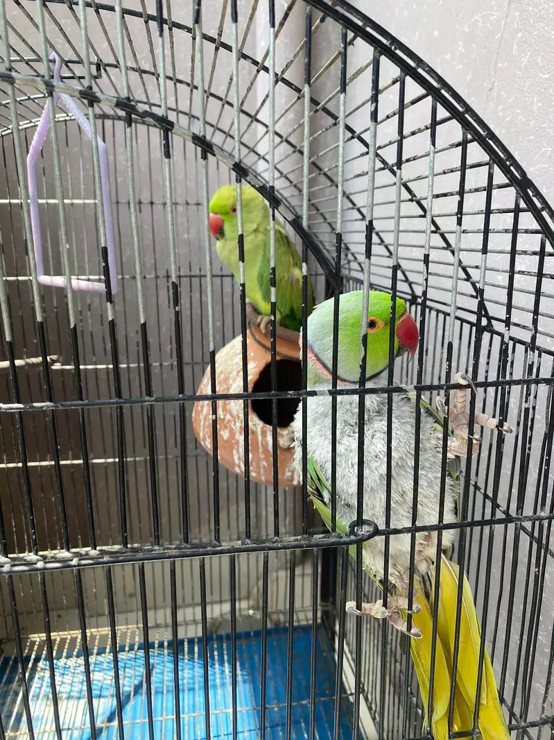 Ring neck talktive breader pair — photo 3