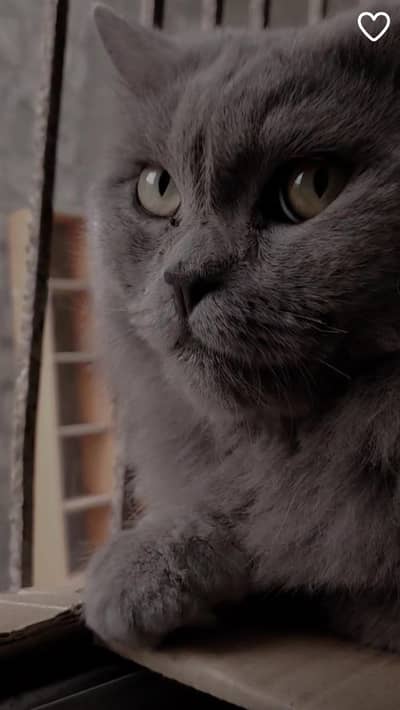 Persian cat pair