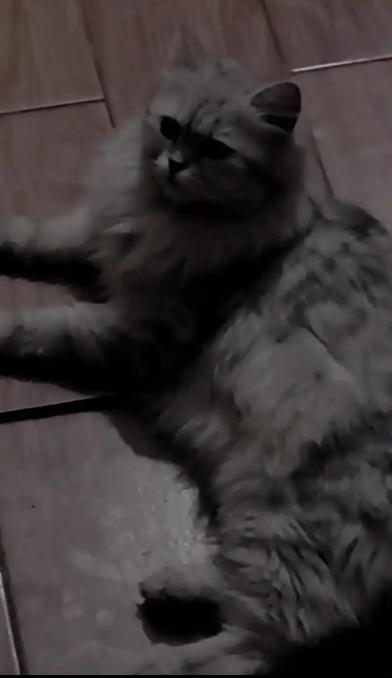 Persian cat pair — photo 2