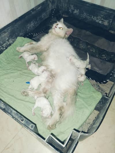 7 cat