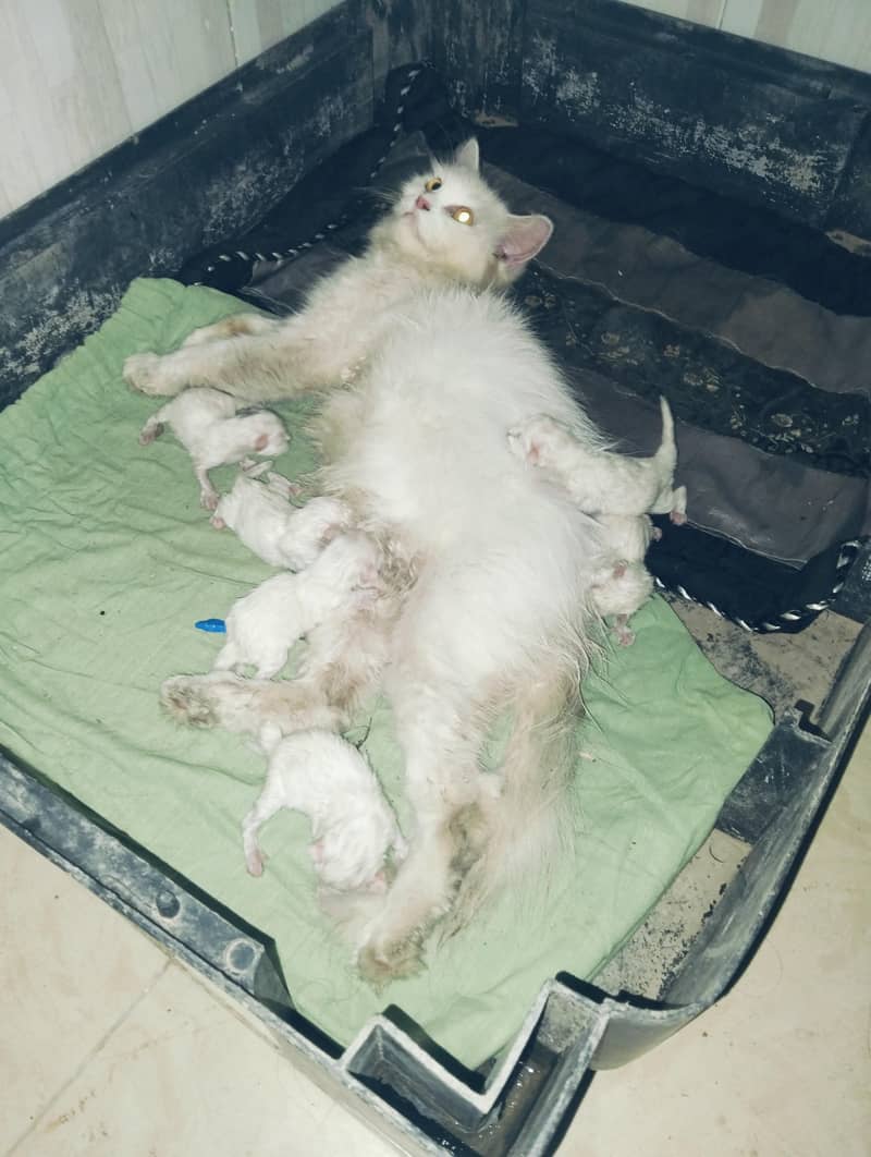 7 cat 0