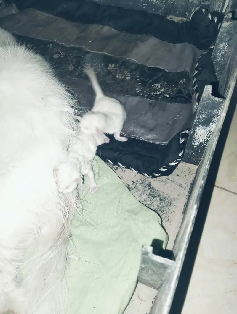 7 cat — photo 2