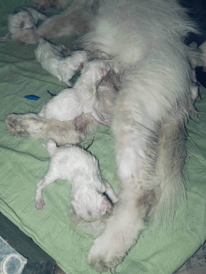 7 cat 2