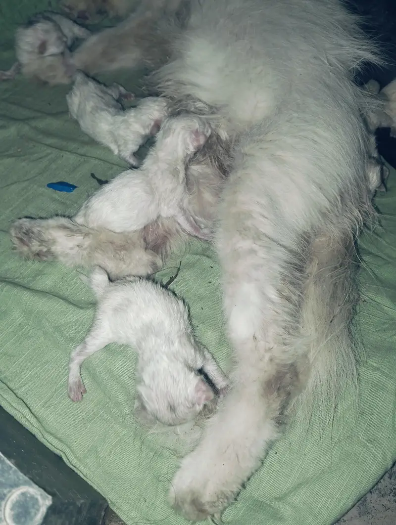 7 cat — photo 3