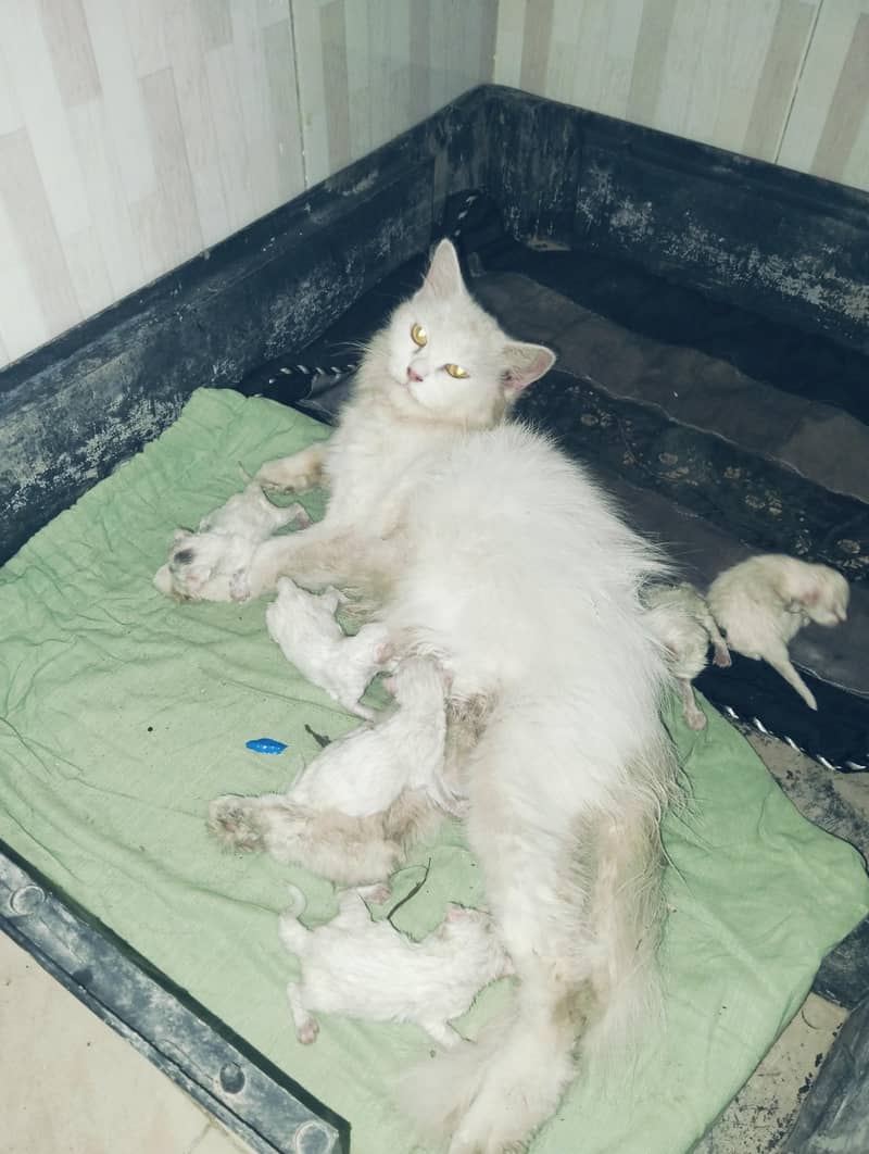 7 cat 3