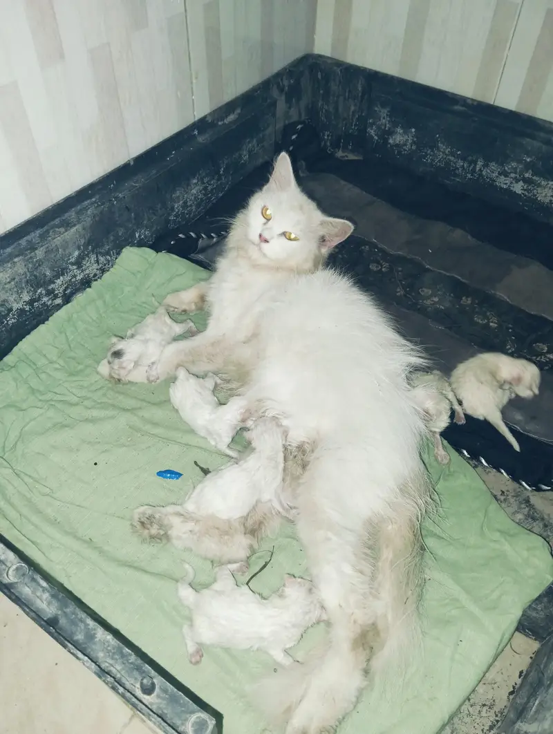7 cat — photo 4