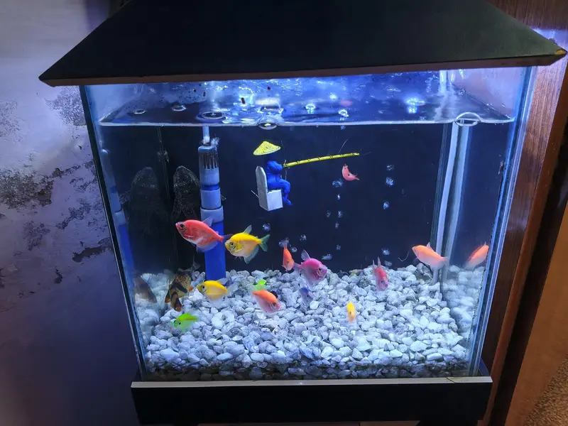 fish aquarium 10/9 condition — photo 3