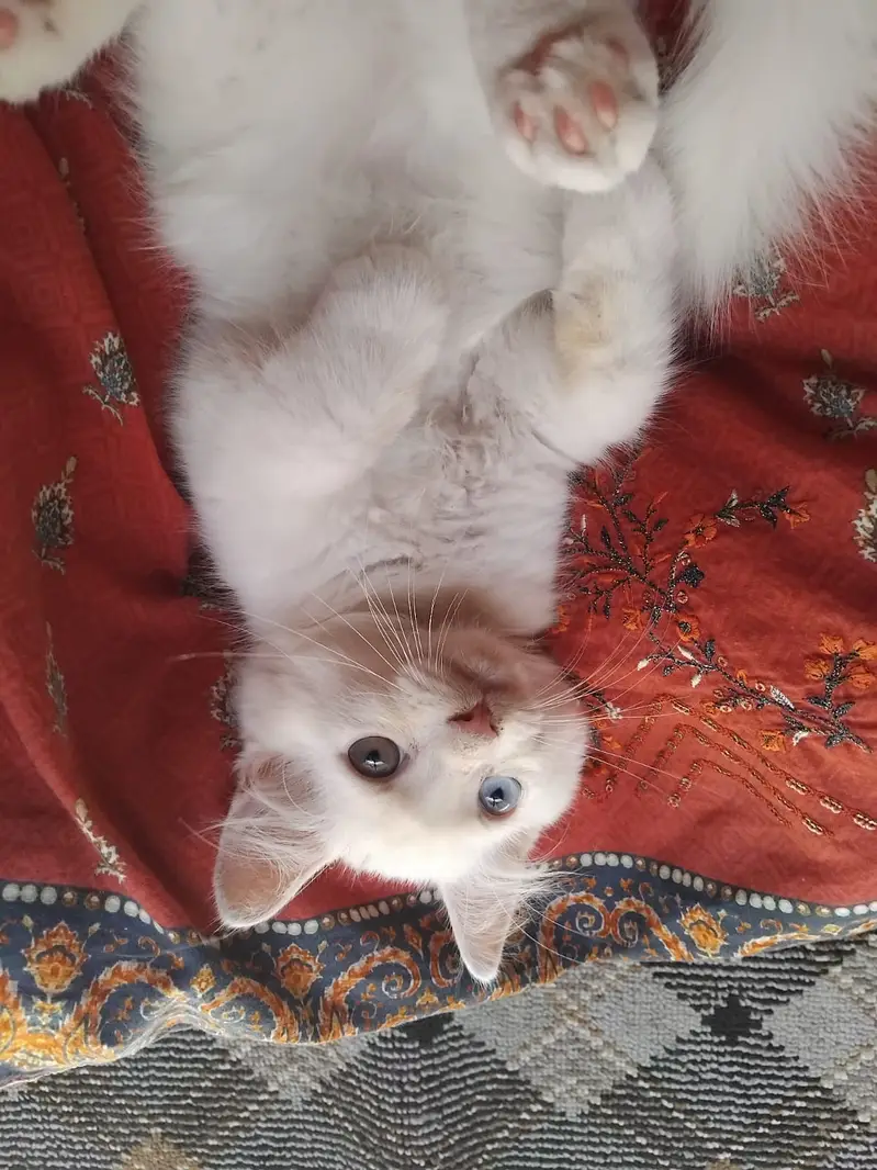 Cats | Cat pair | cat male and female | Kittens | Billi | Double coat — photo 2