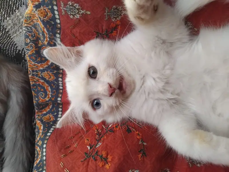 Cats | Cat pair | cat male and female | Kittens | Billi | Double coat — photo 4