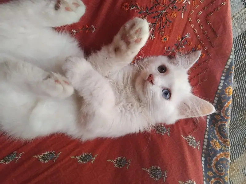 Cats | Cat pair | cat male and female | Kittens | Billi | Double coat — photo 6