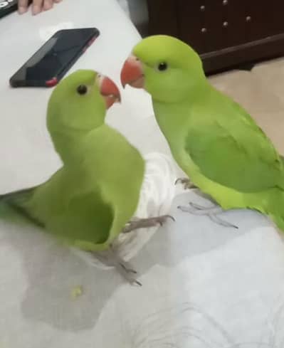 very beautiful pair