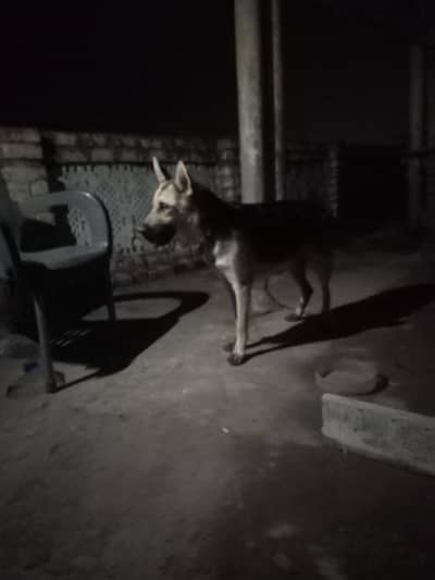 German dog
