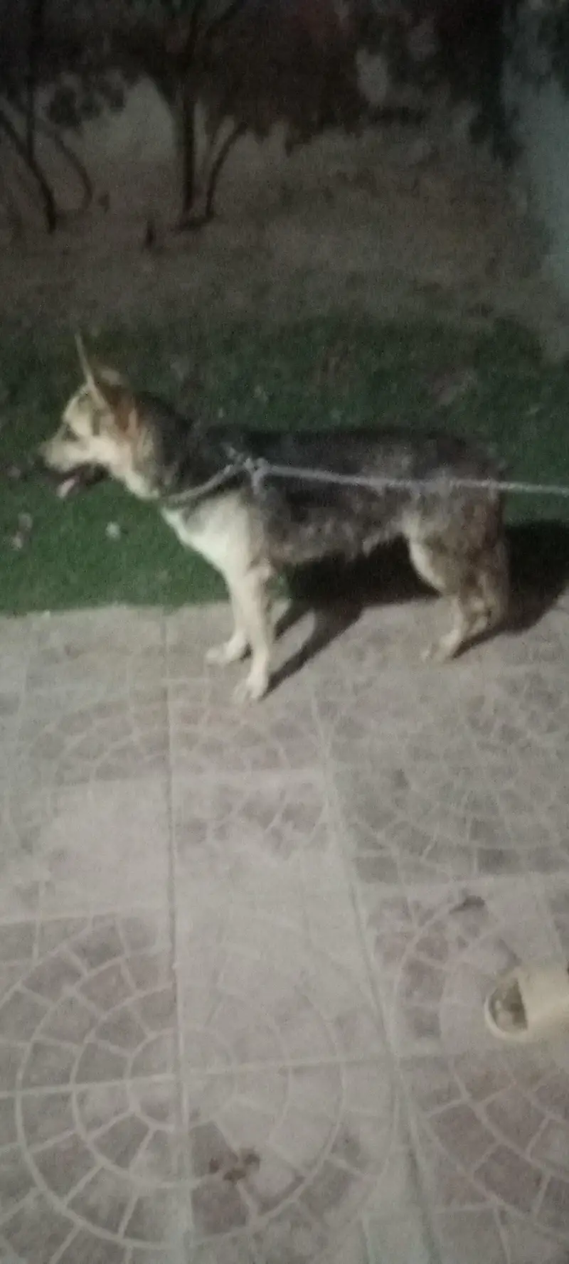 German dog — photo 2