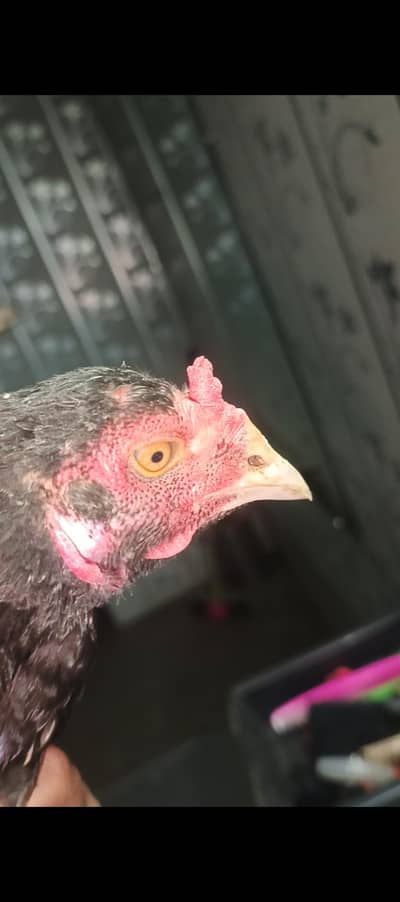 Aseel Hen Home breed Vaitname Cros