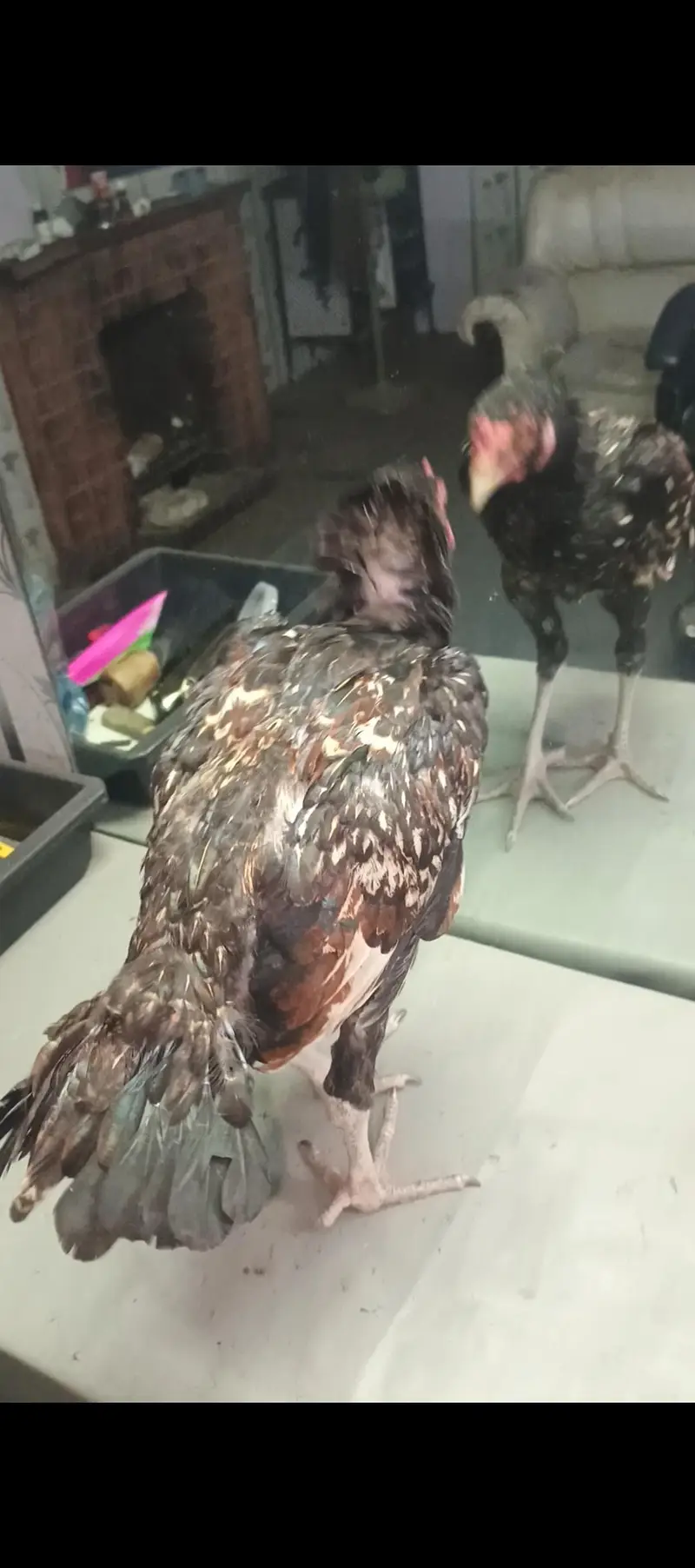 Aseel Hen Home breed Vaitname Cros — photo 3