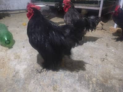 male bantam