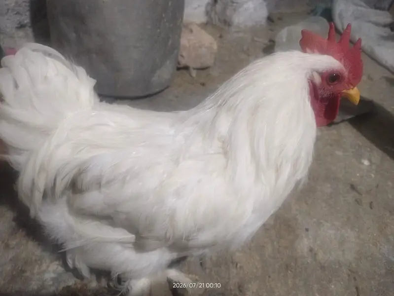 male bantam — photo 2