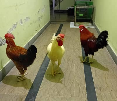 desi rooster for sale