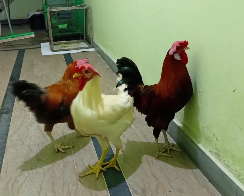 desi rooster for sale — photo 2