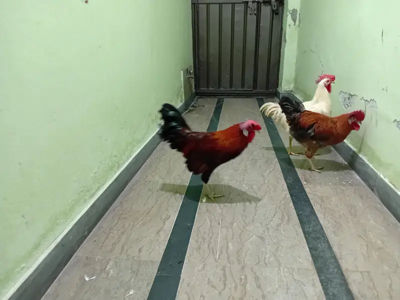 desi rooster for sale — photo 3