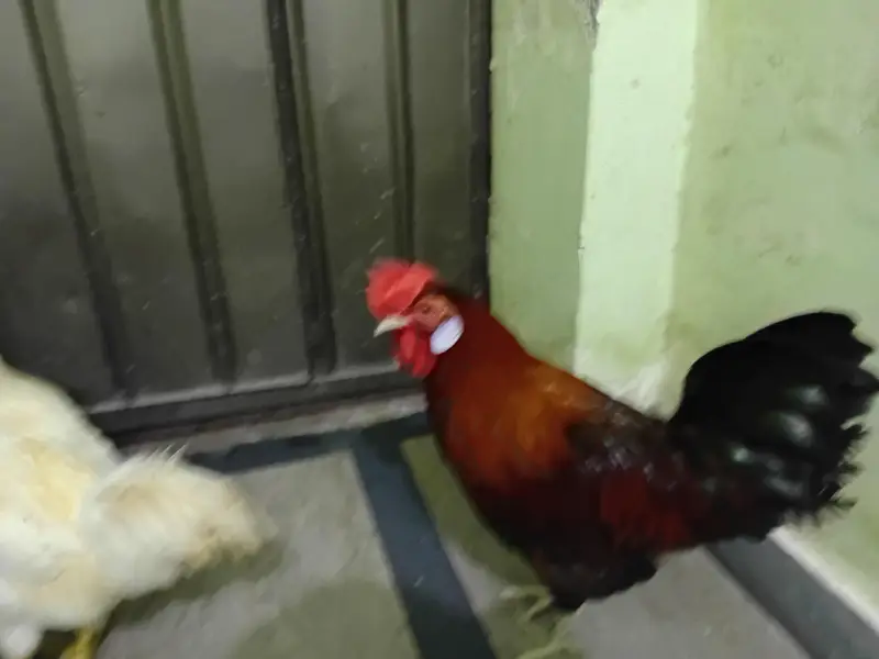 desi rooster for sale — photo 4
