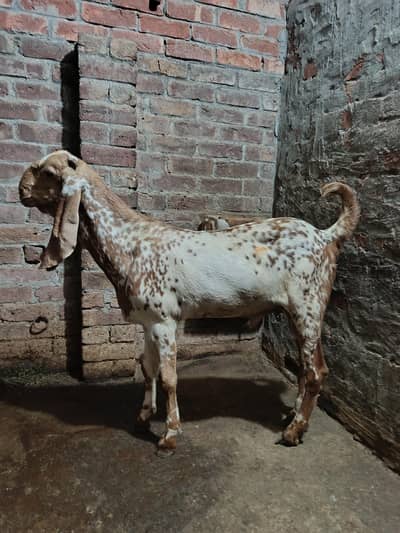 Bakra Makhi Cheena Fresh 2 Dant Andal Bakra