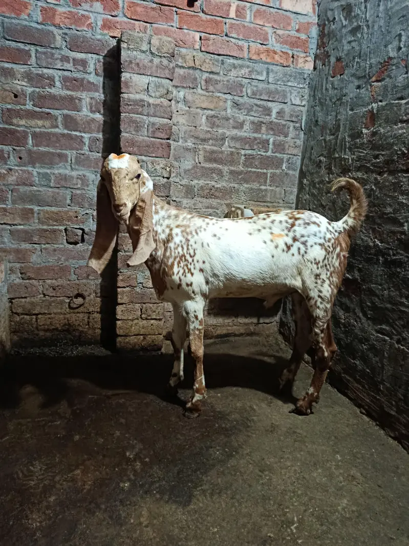 Bakra Makhi Cheena Fresh 2 Dant Andal Bakra — photo 2