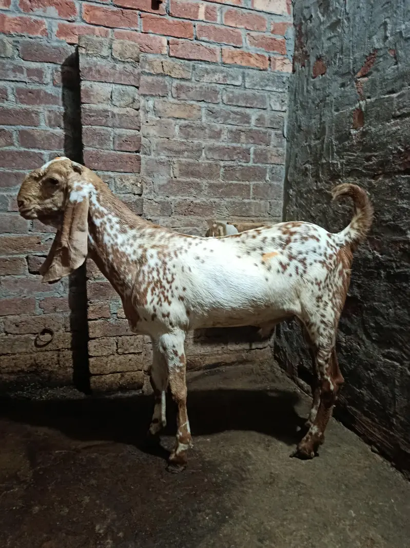 Bakra Makhi Cheena Fresh 2 Dant Andal Bakra — photo 3