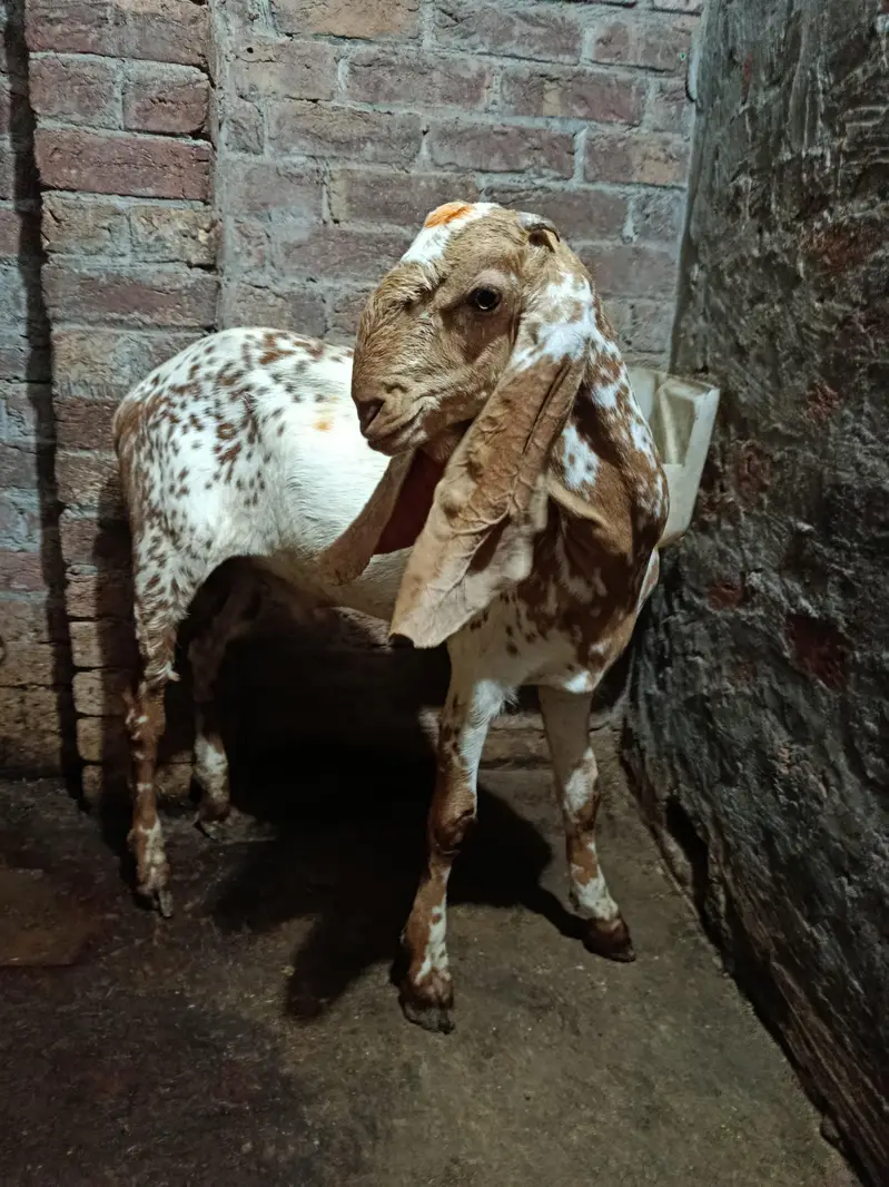 Bakra Makhi Cheena Fresh 2 Dant Andal Bakra — photo 4