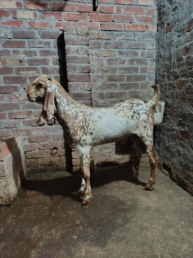 Bakra Makhi Cheena Fresh 2 Dant Andal Bakra — photo 5