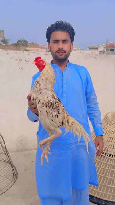 aseel Morgha