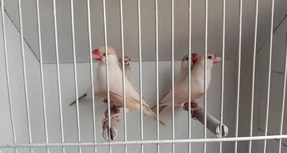 pastel fawn java and gouldian pairs