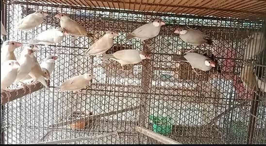 pastel fawn split pairs and java and gouldian pairs