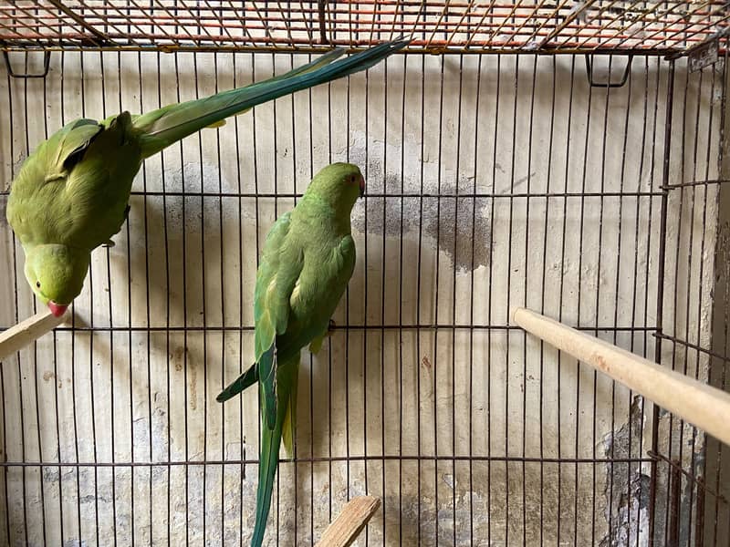 Green Ringneck Pair 0