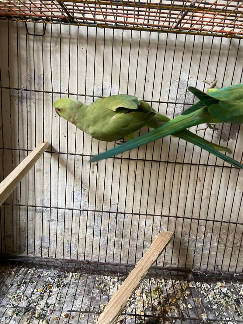 Green Ringneck Pair 1