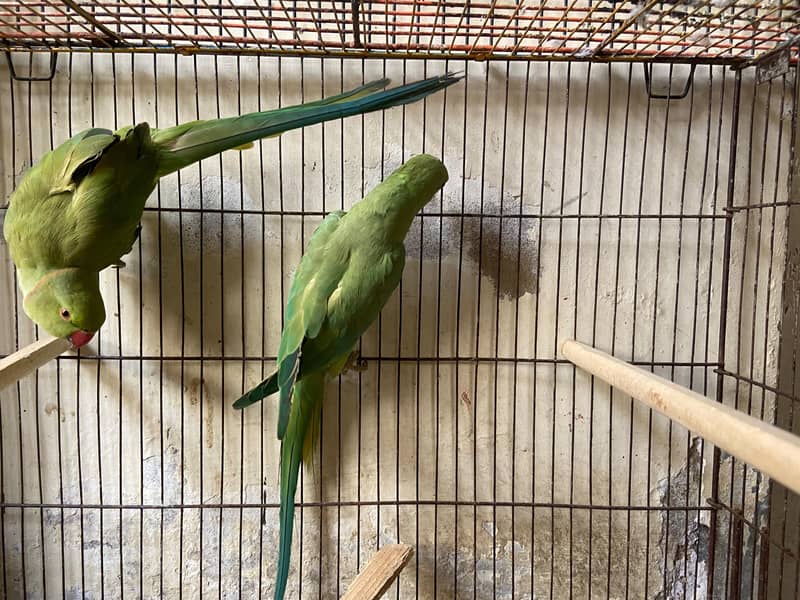 Green Ringneck Pair 2