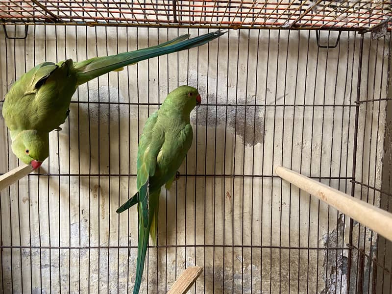 Green Ringneck Pair 3