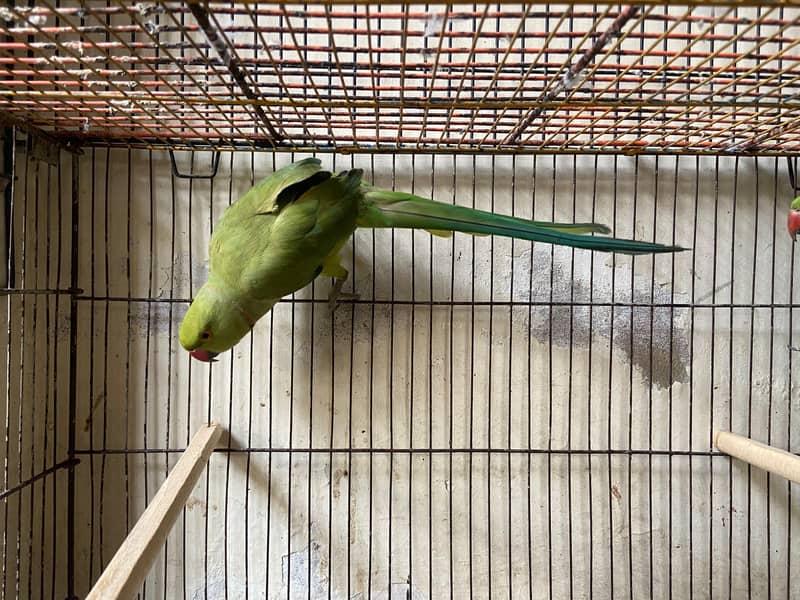 Green Ringneck Pair 5