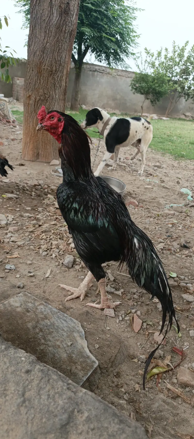 Miawali old blood line muhska morga — photo 2